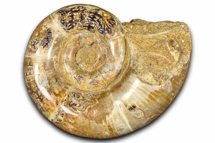 Jurassic Ammonite (Hemilytoceras) Fossil - Madagascar #365339